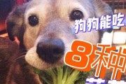 如何应对小狗吃东西的问题（小狗吃东西怎么办？教你正确的处理方法）