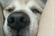 如何改善小金毛的精神状态？（探讨小金毛身心健康问题的原因与解决方法）