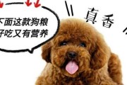 小狗健康排便的重要性（了解小狗饮食习惯，帮助其正常排便）