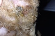 泰迪狗吃了黄豆，应该怎么办？（黄豆对狗狗是否有害？应急处理和后续注意事项）