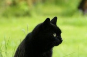 猫咪的颜色感知能力揭秘（猫咪的视觉世界与色彩喜好）