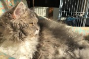 如何饲养塞尔凯克卷毛猫？（教你成为一位出色的塞尔凯克卷毛猫主人）