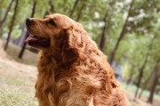 金毛幼犬的零食选择（为你的金毛宝宝选择最适合的零食）