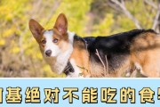 柯基不能吃的食物及饮品（小心！这些食物可能对你的柯基造成危害）