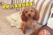 小狗为什么那么爱玩？（探究小狗对游戏的热爱和原因）