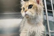 猫瘟痊愈后的排毒期症状及护理（宠物猫痊愈后的身体恢复与注意事项）
