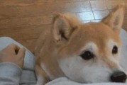 狗狗起不来的原因分析（揭秘狗狗起不来的6个可能原因及应对方法）
