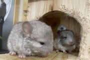 银斑龙猫的饲养方法（让你成为一个贴心的银斑龙猫父母）