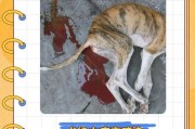 犬瘟热的康复过程（探究犬瘟热治愈的时间和方法）
