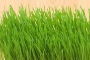 探究猫草对宠物的作用（了解猫草为什么对宠物重要以及如何正确使用）