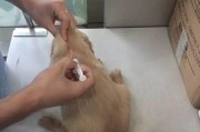 狗狗接种疫苗后的常见反应及应对方法（了解疫苗接种的重要性，预防狗狗健康问题）