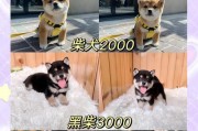 养柴犬一个月的花费（预估养柴犬的开销，让你心里有数）