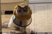 猫咬造成的血洞（猫咬伤的危害与治疗方法一览）