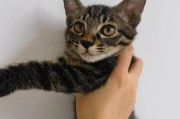 2个月小猫的饮食需求（科学喂养小猫的关键）