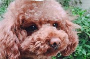 泰迪犬成长之路（从毛绒绒的小狗到迷人魅力的小巨人）
