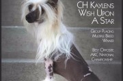 了解中国冠毛犬的性格（探索中国冠毛犬的特点与习性）