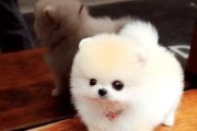 以宠物为主——如何养护你的博美幼犬（宠物的成长、健康和快乐）