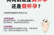 狗狗怀孕的征兆及孕期长度（了解狗狗的身体信号，预测怀孕期）