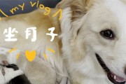 小狗没有奶水，应该吃什么代替？（解决小狗没有奶水的问题，关键在于正确选择代替食品）