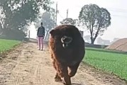 藏獒失去神位的原因（屠宰场中的肉狗命运，揭示藏獒背后的残酷现实）