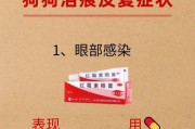 消除狗狗泪痕的有效方法（告别狗狗泪痕，让你的宠物焕然一新）