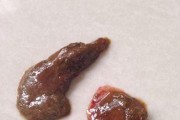 以泰迪狗幼犬喂狗后多久拉粑粑？（宠物狗的排便频率及影响因素）