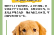 狗狗喝水的五大禁忌，劝你别犯（宠物狗饮水有讲究，了解这五大禁忌，让你的狗狗更健康）