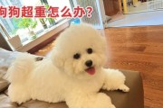 从小狗到成年犬（探索狗的成年过程，揭秘狗狗成长的关键阶段）