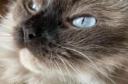 解密猫眼中的黑点之谜（探究猫眼中黑点的成因及健康问题）