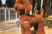 贵宾狗的洗澡频率（如何正确为贵宾狗洗澡）