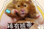 西施熊的饲养方法（如何养好一只西施熊）