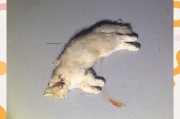 小猫摔下来会死吗？（探讨小猫摔落对幼猫的影响及预防措施）