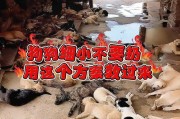 如何诊断狗狗的细小感染？（判断狗狗是否感染细小的方法与步骤）