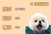如何训练你的狗狗（培养良好行为习惯的关键技巧）