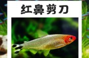 红鼻剪刀饲养指南（以宠物为主，做一名负责任的主人）