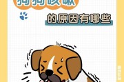 泰迪咳嗽消炎药指南（探索最适合泰迪咳嗽的消炎药物选择及使用方法）