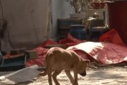 狗狗身体抽搐的原因解析（了解狗狗身体抽搐的5个主要原因）