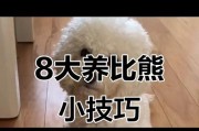 比熊的正确喂养方式（合理饮食规划，保持比熊健康）