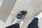 雪纳瑞的室外活动时间掌握（了解雪纳瑞多久可以带出门的重要性与指导）