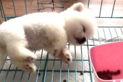 探究小博美为何如此热爱睡觉的原因（揭开小博美迷人的懒洋洋面纱，解析其对睡眠的独特情感）