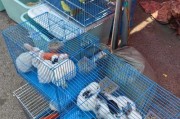 兔子品种分类的多样性（常见分类品种及其特征）