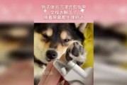 为什么狗不喜欢剪指甲？（揭秘狗狗厌恶剪指甲的原因及解决方法）