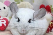银斑龙猫的饲养方法（打造温馨宠物家园，让银斑龙猫健康快乐成长）