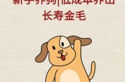金毛犬成长过程中的常见喂养症状（金毛犬喂养需要注意的细节与常见问题解析）