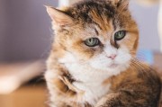 猫咪的尾巴（揭秘猫咪尾巴的作用和情绪表达方式）
