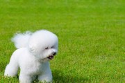挪威猎麋犬饲养全攻略（从幼犬到成年犬，如何正确地养护宠物？）