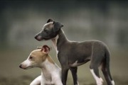 爱宠指南（了解灵缇犬的特点，全面掌握饲养技巧）