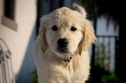 如何为金毛幼犬提供健康的毛色？（探讨金毛幼犬毛色优化的关键因素）