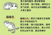 小猫的特殊本领——探索它们的独特能力（揭秘小猫的神奇本领，让你惊叹不已！）