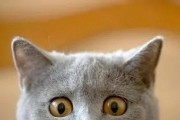 了解猫咪（探索猫咪的独特性格和行为习惯，让你更亲近与它们）